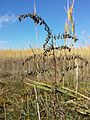 Flowers; drooping form. Same site as left.