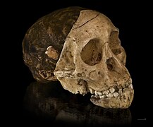 Skull of the Taung child