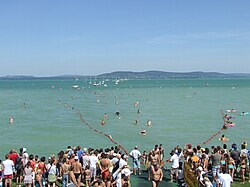 Célba érkező tóátúszók Balatonbogláron