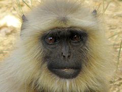 Langur.