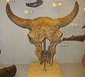 Crânio de Bison priscus.