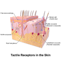 Illustration of tactile receptors in the skin