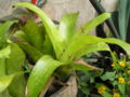 Bromeliad11