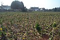 Col de Bruselas en cultivo