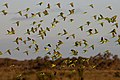 Budgerigars in flocks in their natural habitat