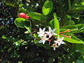 Flowers of Karvand bush