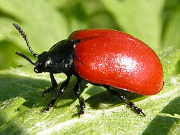 Листоїд тополевий (Chrysomela populi)