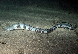 Индийский морской угорь (Conger cinereus)