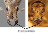 Dorsal views of the head of Compsus auricephalus (Eustylini) and Apodrosus quisqueyanus (Polydrusini) showing their deciduous processes. In Compsus auricephalus the deciduous processes are large and sickle-shaped, whereas in Apodrosus quisqueyanus these are very small.