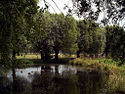 Gemene Weidebeek, un marais