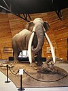 Model of a mastodon