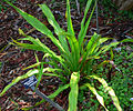 Doryanthes excelsa