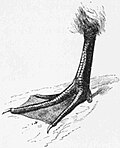 Drawing of the webbed foot of a duck