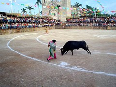 Bullfights