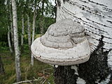 Труд (Fomes fomentarius)