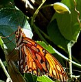 Profile of wings in sunlight