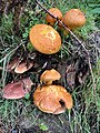 Fungi (Bolete and Tricholomopsis) growing out of old tree stump in a garden at Sharptor