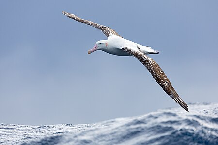 Gibson's albatross, by JJ Harrison