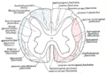 Diagram of the principal fasciculi of the spinal cord, from Gray's anatomy