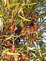 Hakea archaeoides, from NSW North Coast