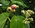 "fruit and flowers"