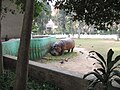 The late Raja, the hippopotamus