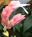 Flor en el Jardín Botánico José Celestino Mutis