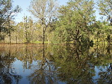 flooded plain with oak trees in the distance