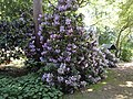 Rhododendron im Artikel über den Lüttge-Garten