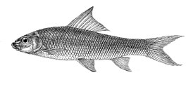 Bangana diplostoma