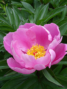 האדמונית Paeonia lactiflora