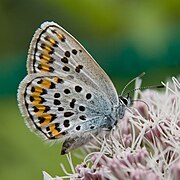 Plebejus subsolanus