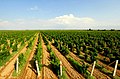 MAP vineyards in Armavir