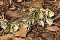 Mabira Forest, Uganda