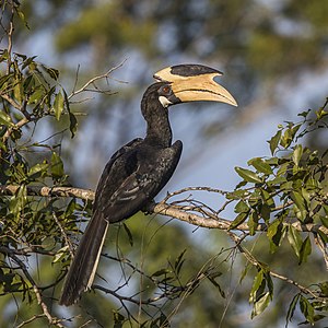 Malabar pied hornbill, by Charlesjsharp