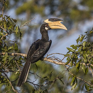 Malabar pied hornbill by Charles J. Sharp