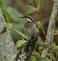 The lower reaches of the river are an important site for mangrove honeyeaters