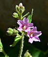 Mirabilis oxybaphoides