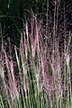 purple moor-grass