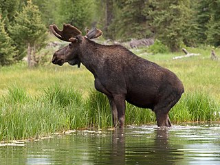 Bull moose browses a beaver pond