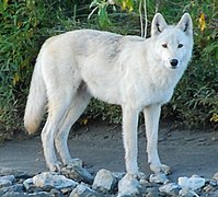 Loup d'Alaska (C. l. pambasileus)