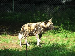 African wild dog in Central African Republic are estimate only for 150 individuals