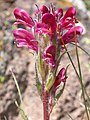 Pedicularis cystopteridifolia