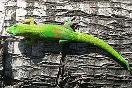 Phelsuma laticauda sur un tronc à Hawaii.