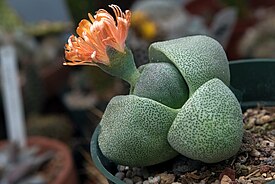 Pleiospilos nelii