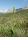 Pseudorchis albida Habitat (Italy)