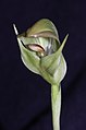 Pterostylis curta Sottotribù Pterostylidinae