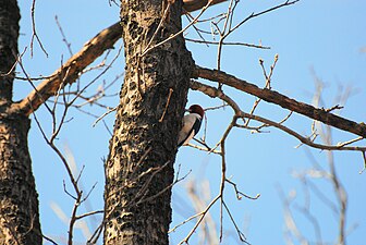 Red-headed woodpecker