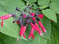 Salvia gesneriiflora