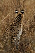 Serval (Leptailurus serval) from back, ocelli clearly visible on the ears